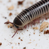 Chicobolus spinigerus - “Mixed Locality” - Ivory Millipede